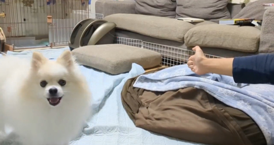 ポメラニアン Soraさん