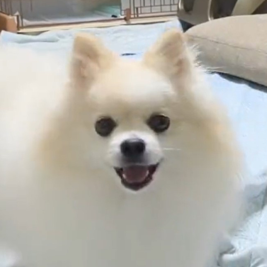 ポメラニアン Soraさん