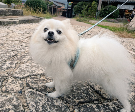 ポメラニアン Soraさん