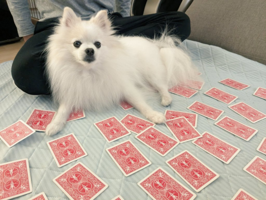 ポメラニアン Soraさん