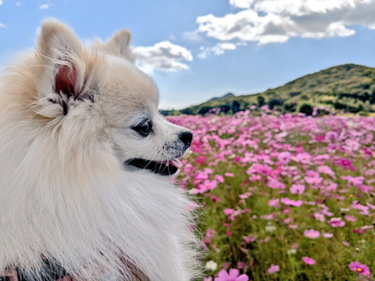 ポメラニアン Soraさん