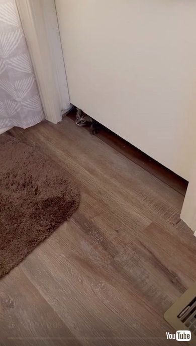 トイレに入ってこようとする子猫