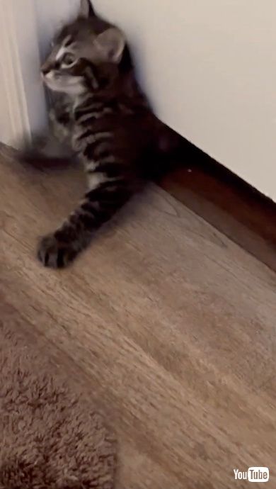 前足でふんばる子猫