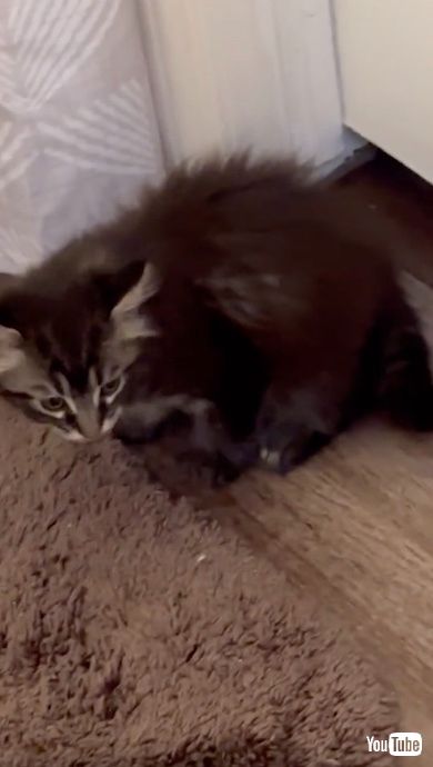 侵入成功した子猫