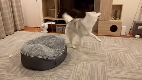 きつねの尻尾になったハスキー