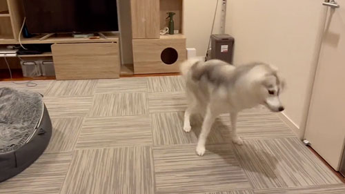 きつねの尻尾になったハスキー