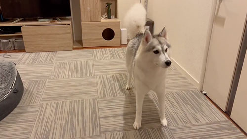 きつねの尻尾になったハスキー