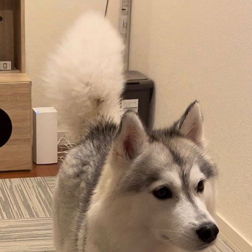 きつねの尻尾になったハスキー