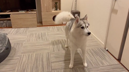 きつねの尻尾になったハスキー