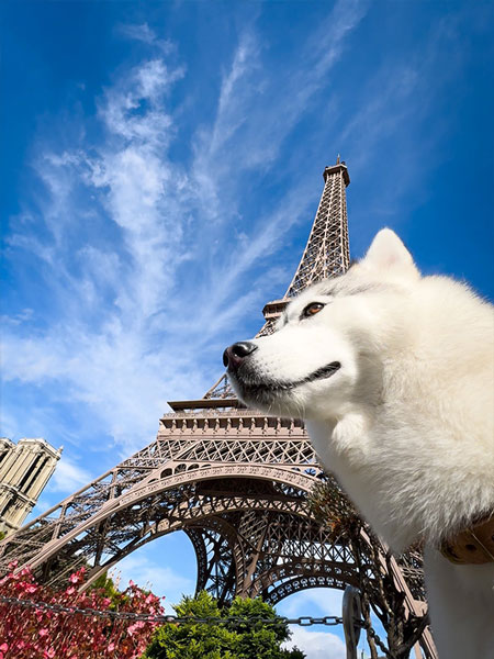 エッフェル塔とハスキー