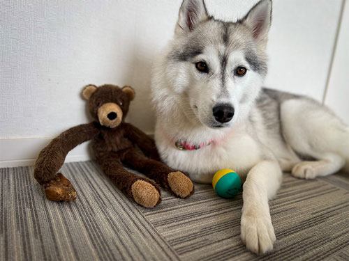 お気に入りのぬいぐるみー