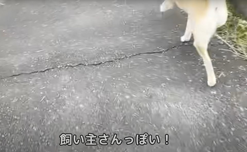 飼い主さんぽい！