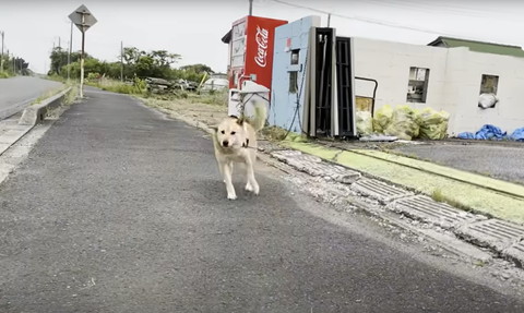 寄ってくるワンコ