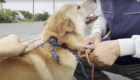 ワンコの首輪にロープをつける人