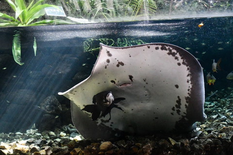 エイとパーカーホ