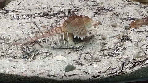 前向くホネガイ