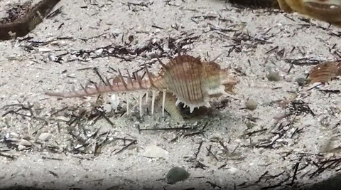 真っすぐ前を見てるホネガイ