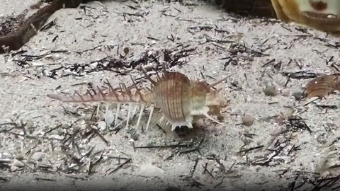 カメラ側向くホネガイ