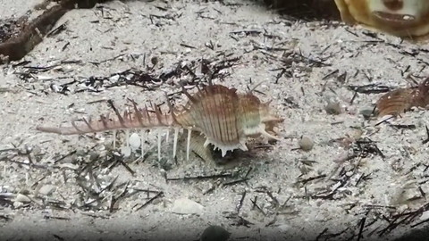 左の方向くホネガイ