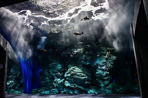 幻想的な水族館