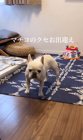 仁王立ちワンコ