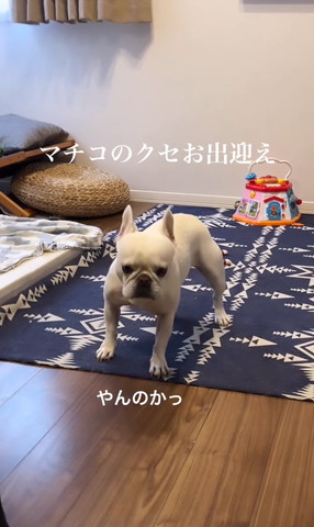 やんのかっ