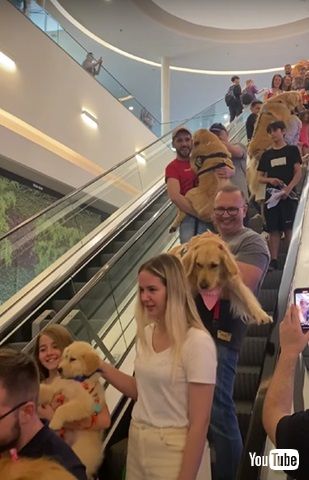 ゴールデンレトリバーの集い