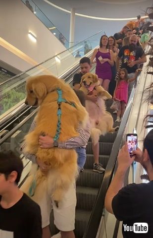 抱っこされるゴールデンレトリバーたち