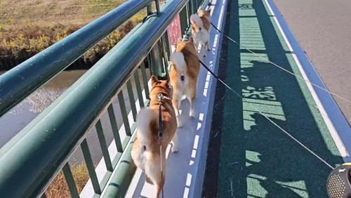 犬