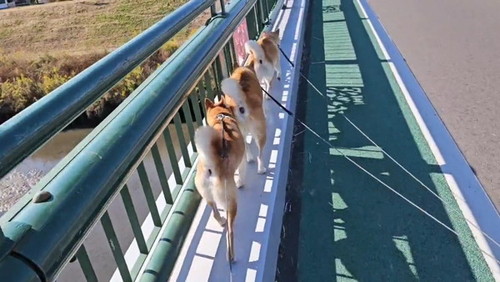 縦に並んだ犬たち