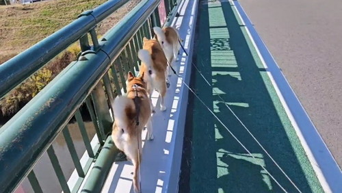 先頭が止まった犬たち