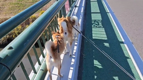 渋滞した犬たち