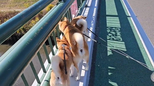 かたまった犬たち