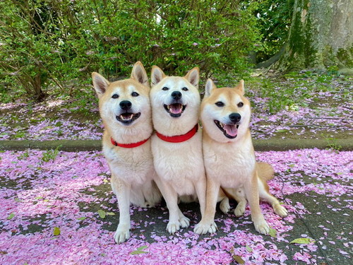 散った桜と犬たち