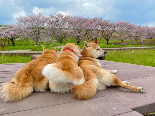 花と犬たち