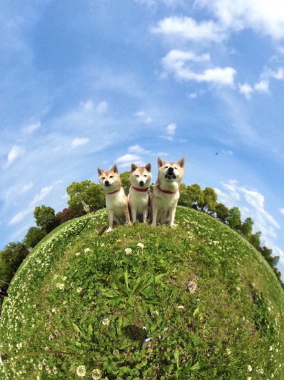360度の犬たち