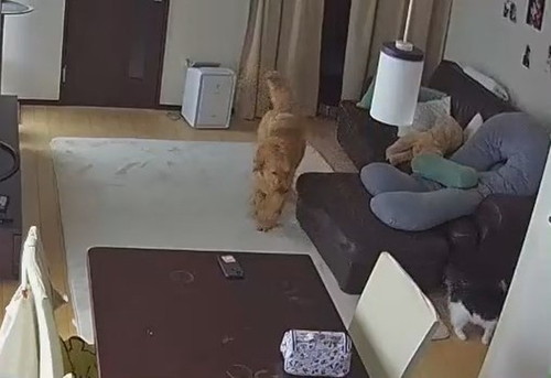 猫を追いかける犬