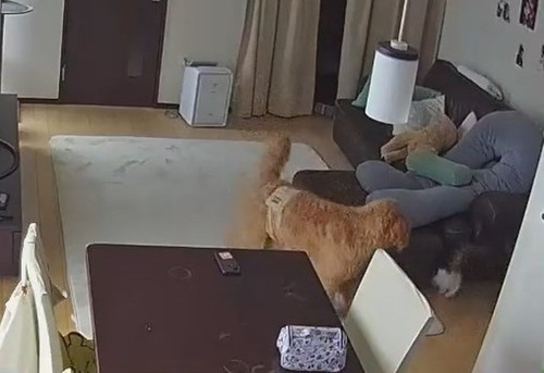 ソファに入る猫を見る犬