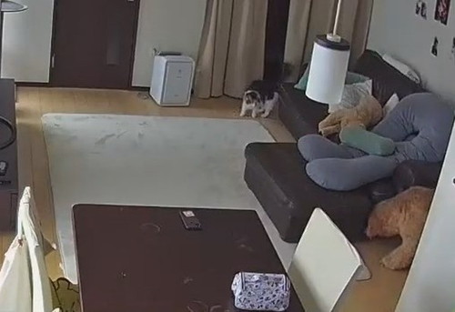 のぞく犬と見ている猫