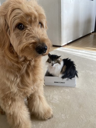 猫と犬