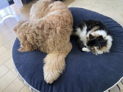 猫と犬