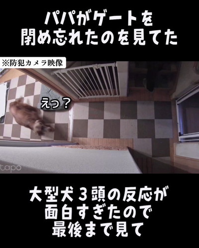 ゲート見る犬