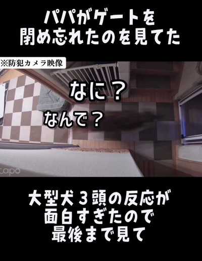 ダッシュする犬