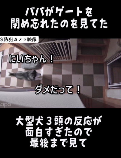 びっくりする犬