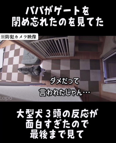 びっくりする犬