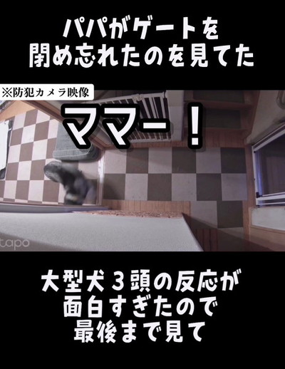 ママのところに行く犬