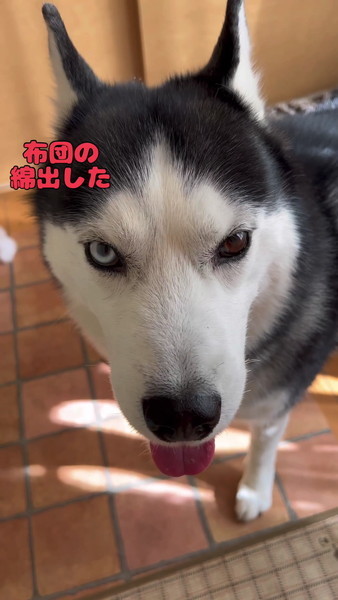 注意される犬
