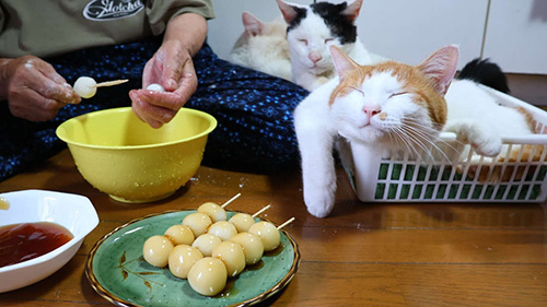 おばあちゃんと猫たち