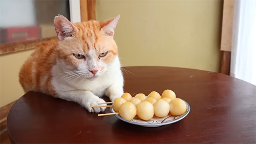 茶白ねこさんとお団子