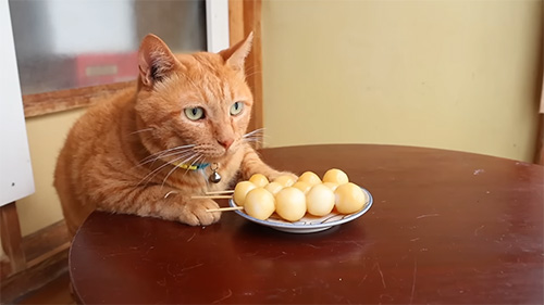 麦茶さんとお団子